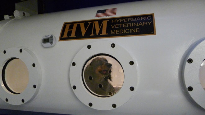 Pets Hyberbaric Treat_Hein(1).jpg